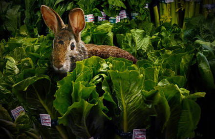 Wild Animals Inside Supermarkets