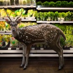 Wild Animals Inside Supermarkets7