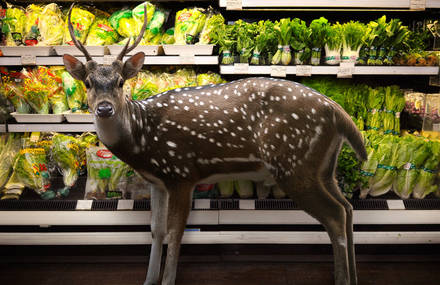 Wild Animals Inside Supermarkets