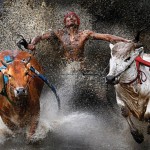 20120212_Bull_race_s