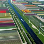 Tulip Fields1