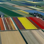 Tulip Fields8