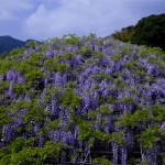 Glycine Tunnel3