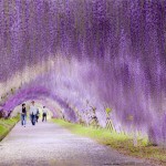 Glycine Tunnel8