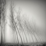 Tree Landscapes11