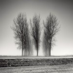 Tree Landscapes14