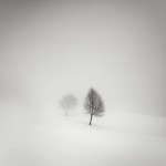 Tree Landscapes2