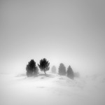 Tree Landscapes5