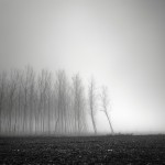 Tree Landscapes8