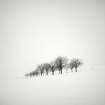 Tree Landscapes9