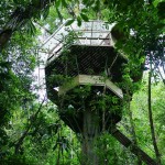 Sustainable TreeHouse7