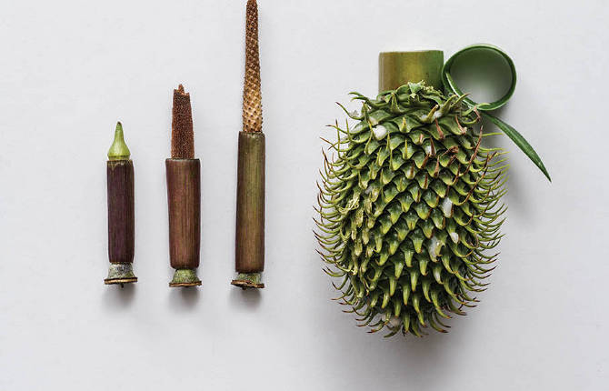Weapons Made of Plants
