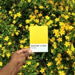 The Pantone Project-2