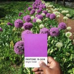 The Pantone Project-4