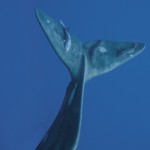 beautifulwhale_p086-2