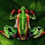 Body Art Inspired by Nature 11