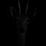 Dramatic Portraits of Animals-2