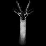 Dramatic Portraits of Animals-3