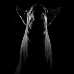 Dramatic Portraits of Animals-4