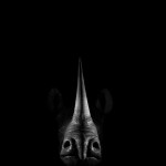 Dramatic Portraits of Animals-5