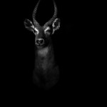 Dramatic Portraits of Animals-6