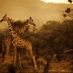 Kenya Photography-2