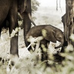 Kenya Photography-22