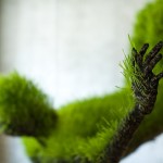 Living Sculptures of Grass6
