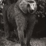 Portrait of Baboon Standing