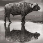 Buffalo with Reflection