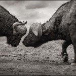 Buffalos Head to Head