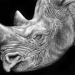 Detailed Ink Animal Drawings-10