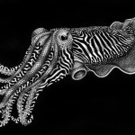 Detailed Ink Animal Drawings-14