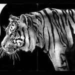 Detailed Ink Animal Drawings-15