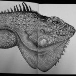 Detailed Ink Animal Drawings-16