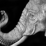 Detailed Ink Animal Drawings-9