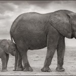 Elephant with Baby Nuzzled into Leg