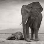 Elephant with Sleeping Baby