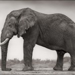 Elephant with One Tusk in Profile