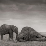 The Two Elephants