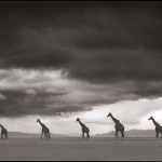 Giraffes Crossing Lake Bed