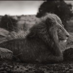 Lion on Burned Ground