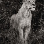 Lioness Against Dark Foliage