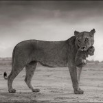 Lioness Holding Cub in Mouth