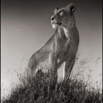 Lioness on Mound, Serengeti