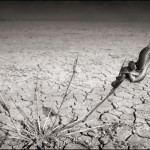 Snake on Lake Bed