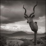 Kudu Trophy Head