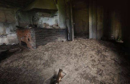 Abandoned House overtaken by Animals