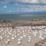 3000 Ceramic Eggs Installation6