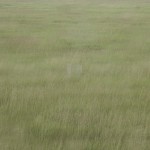 Mirror Camouflages4